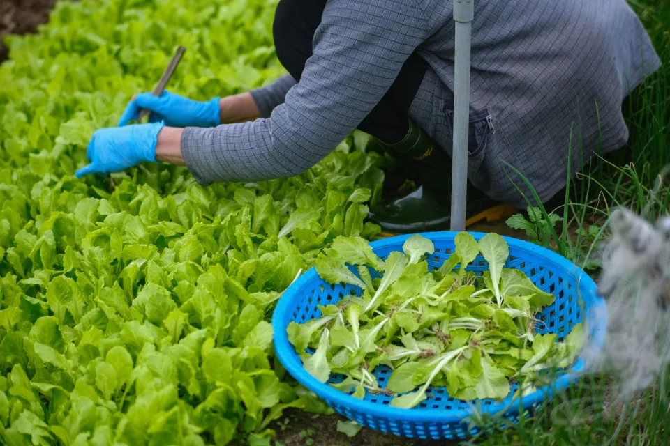 Nông sản đang có hàng