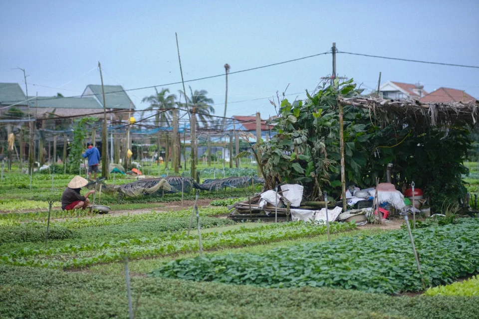 Vườn rau của Nguyễn Khắc Tâm